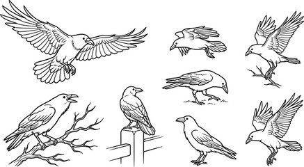 Naklejka premium Raven and Crow Bird Vector Line Art Illustration Set Featuring Flying Perching and Standing Poses