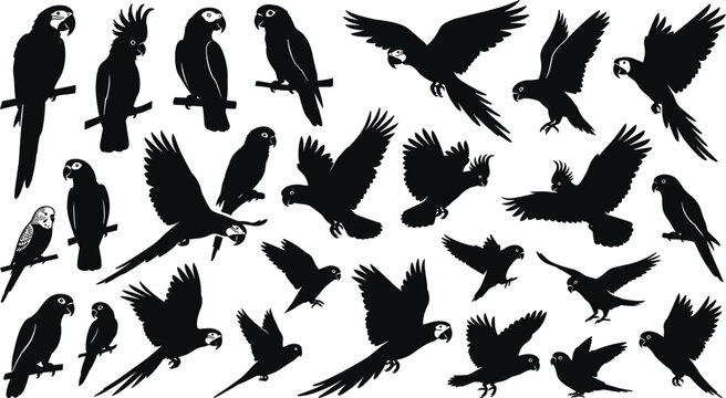 Collection of detailed black silhouettes depicting various parrot poses and wing positions