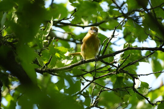 Baltimore Oriole Female