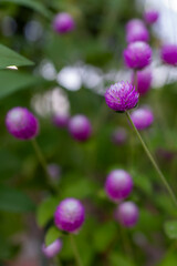 Fototapeta premium 可憐なセンニチコウの花を写した自然なガーデン風景