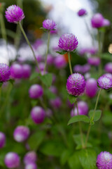 Fototapeta premium 可憐なセンニチコウの花を写した自然なガーデン風景