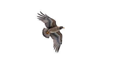 Obraz premium Bird flight wings showing a detailed wild bird with feathers spread and isolated on a transparent background for nature compositions