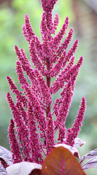 Amaranth grows in the garden