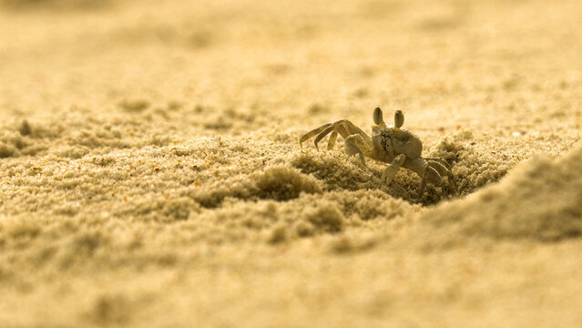 Small ghost crab on a sandy tropical beach in the Seychelles, captured close up in warm natural sunlight.