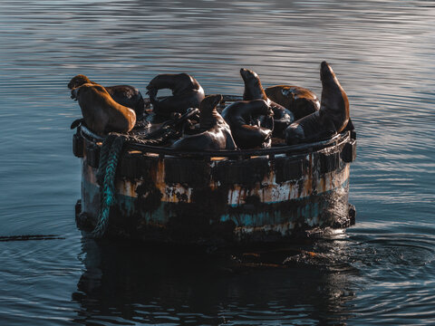 Aerial view of a group of sea lions resting on a weathered floating buoy in the calm waters of Unalaska, Alaska, United States.