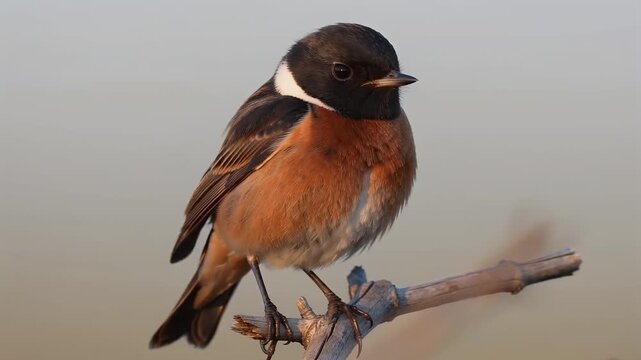 Detailed European Stonechat Bird Perched on a Dry Branch in Natural Habitat Wildlife Photography