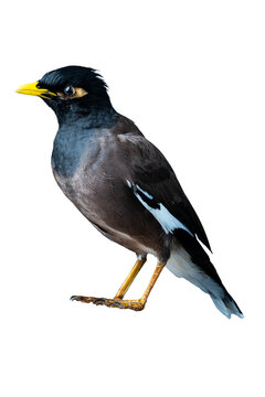Common myna bird standing isolated on transparent background.