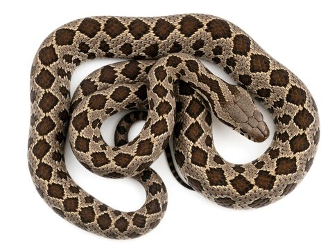 Coiled viperine snake with distinct diamond pattern on scales lies isolated on clean white background. Reptile earthy tones contrast with bright studio setting, offering clear view of textured skin,