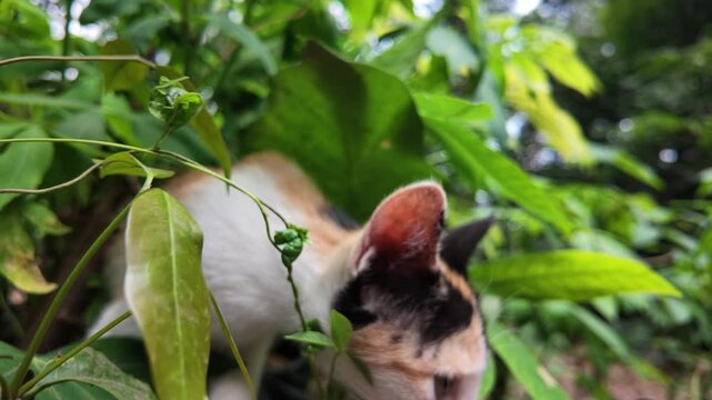 Calico cat exploring green leaves.