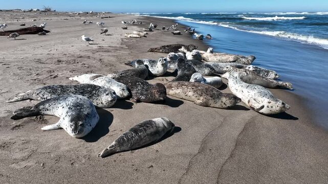 Aerial view of adult and juvenile harbor seals hauled out together on a sandy beach, basking in warm summer sunshine beside the gentle ocean surf.
