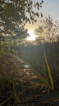 Dry reed plumes swaying in a gentle breeze and glowing in warm sunset light in an autumn meadow