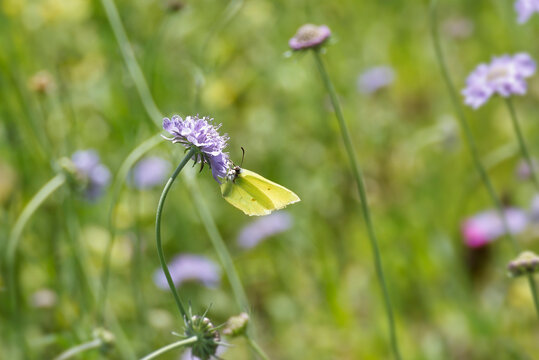 Common brimstone butterfly (Gonepteryx rhamni) sitting on a small scabious in Zurich, Switzerland