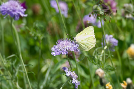 Common brimstone butterfly (Gonepteryx rhamni) sitting on a small scabious in Zurich, Switzerland