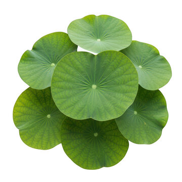 Fresh green lotus leaves
