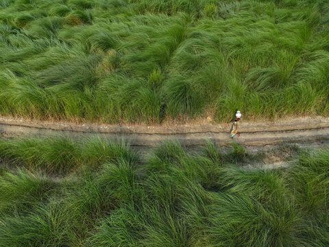 Aerial view of a person walking along a narrow dirt path through lush green tall grass in the rural landscape of Rajbari, Dhaka Division, Bangladesh.