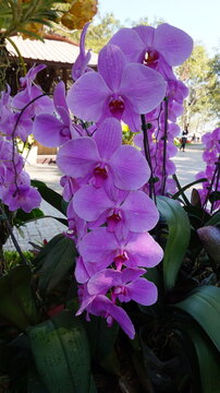 purple flowers in the garden