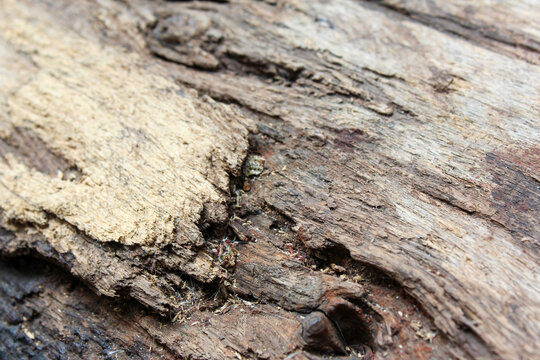 Macro close up of weathered rotting wood texture with deep cracks and splinters for rustic grunge background.