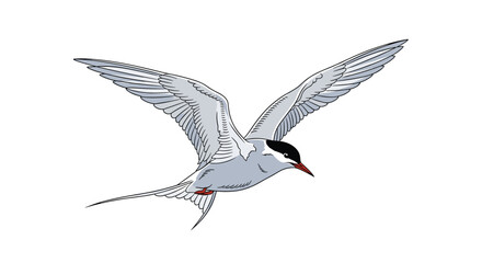 Obraz premium Common tern bird flying with spread wings and a long tail shown against a plain white background in daylight.