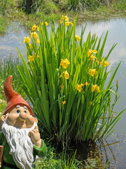 Blühende Sumpfschwertlilie,Iris pseudacorus,am Teichrand © M. Schuppich