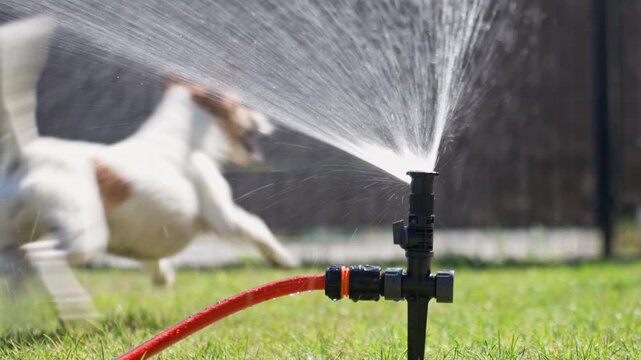Dog playing with lawn sprinkler on hot summer day