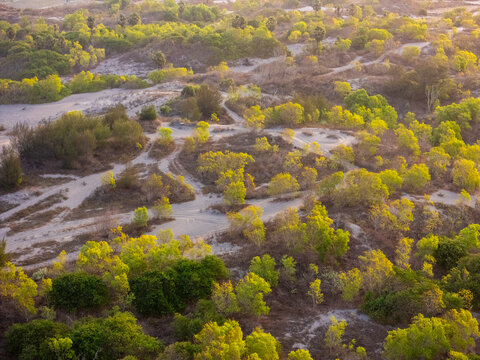 Aerial view of the Parangtritis sand dunes in Bantul, featuring winding sandy paths through lush green vegetation and trees under warm sunlight in Bantul, Special Region of Yogyakarta, Indonesia.