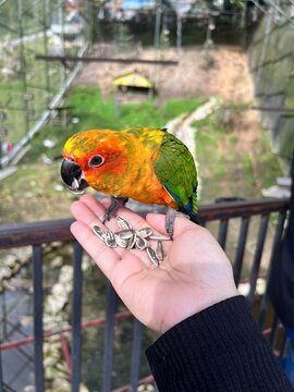 Close-up of a colorful parrot perched on a person's hand while eating sunflower seeds, with a softly blurred aviary background.