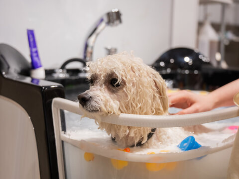 A dog in a washroom at a grooming salon. Pet spa. 