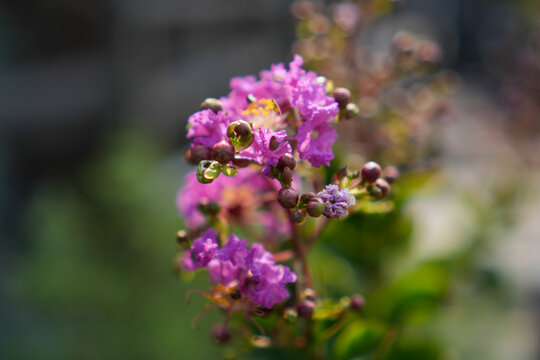 Close up of blooming purple Crape Myrtle (Lagerstroemia) flowers and round buds with soft bokeh background.