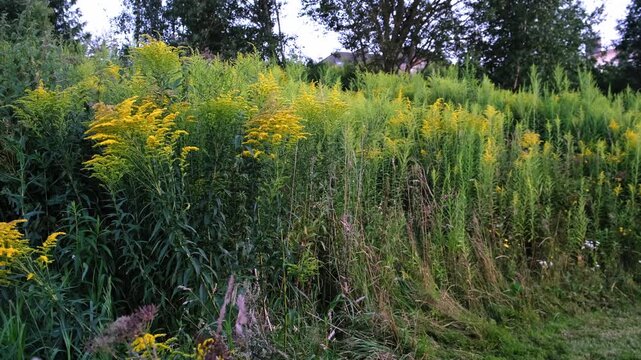 The Canadian goldenrod has taken over the field and displaced all other plants. Yellow flowers in bloom. Invasive species. Solidago gigantea. Ecosystem disruption. Environmental problem. 4K footage.