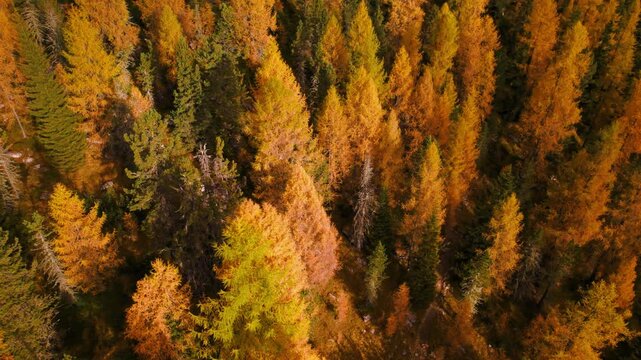 Flying above golden yellow larch forest mixed with pine trees