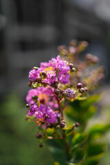 Obraz premium Close up of blooming purple Crape Myrtle (Lagerstroemia) flowers and round buds with soft bokeh background.