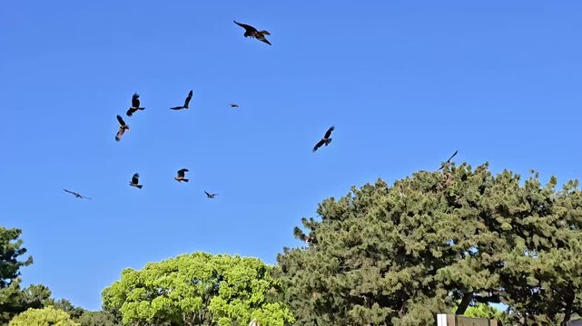 Flock of hawks and eagles circling and flying, Bird of Prey, Feather Wildlife, Hunting Fowl, Fierce Animal