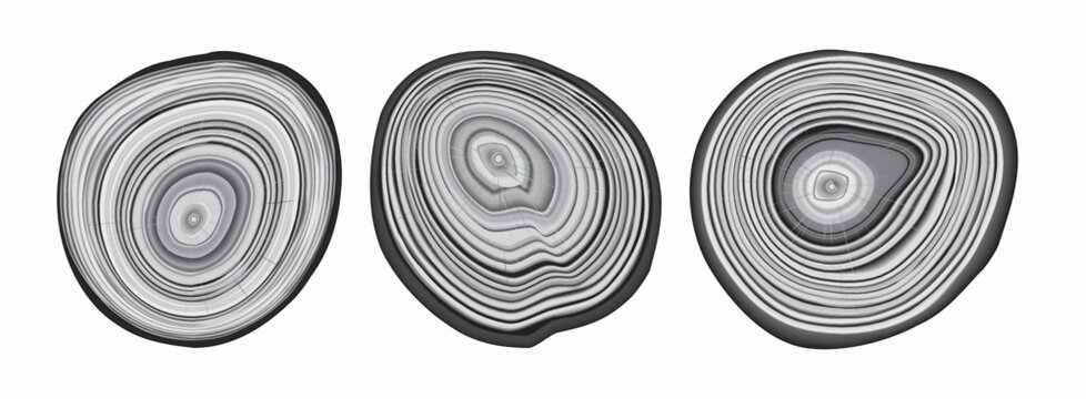 Tree trunk cut texture, wood slice annual rings vector pattern