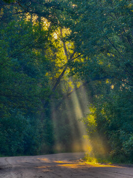 dawn rays of the sun in the forest