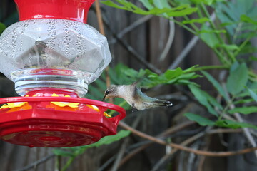 A hummingbird drinks nectar from a garden feeder. © Elzbieta 