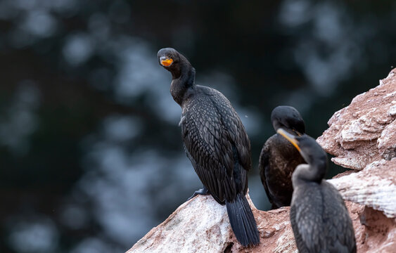 Double-crested cormorant on cliff. 