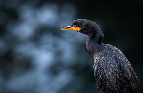Double-crested cormorant on cliff. 