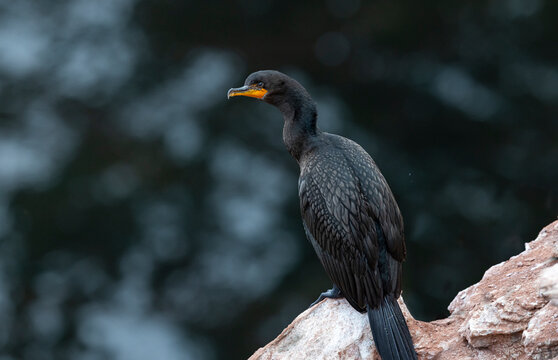 Double-crested cormorant on cliff. 