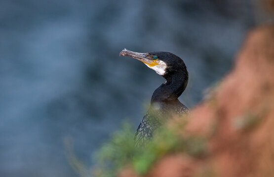 Great cormorant on a cliff. 