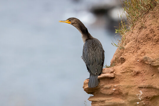 Double-crested cormorant on cliff. 