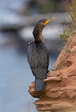 Double-crested cormorant on cliff. 