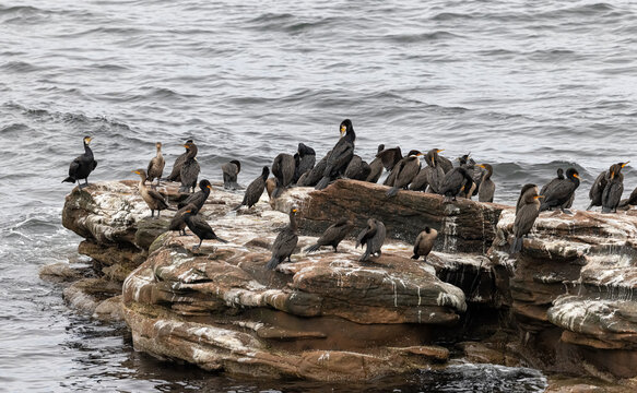 Double-crested & great cormorants on a rock. 