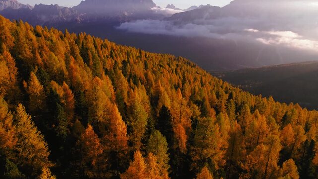 Flying above an autumn larch forest with the majestic Dolomites in the background