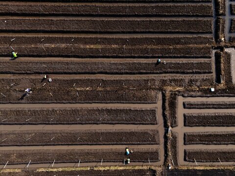 Aerial view of Kedung Asem agricultural fields with irrigation channels and farmers working in the soil in Wonoasih, East Java, Indonesia.