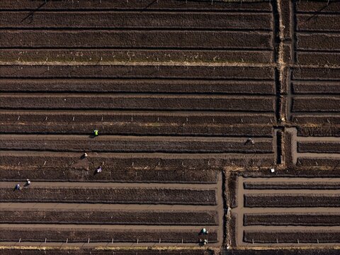 Aerial view of the Kedung Asem agricultural fields with dark soil beds and irrigation channels where workers are tending to crops in Wonoasih, East Java, Indonesia.