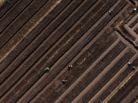 Aerial view of Kedung Asem agricultural fields with workers tending to the soil in parallel rows and irrigation channels in Wonoasih, East Java, Indonesia.