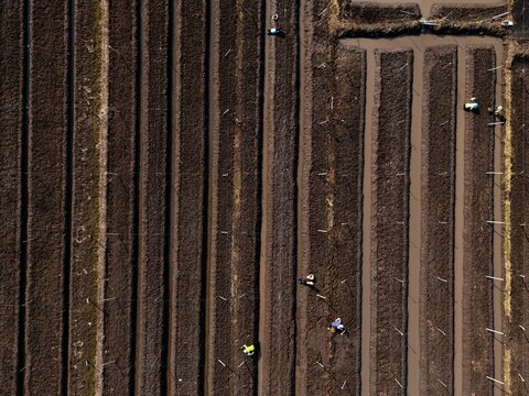 Aerial view of Kedung Asem agricultural fields with farmers working in dark soil rows and irrigation channels in Wonoasih, East Java, Indonesia.