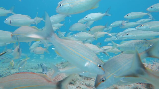 school of fish swimming in ocean with coral reef