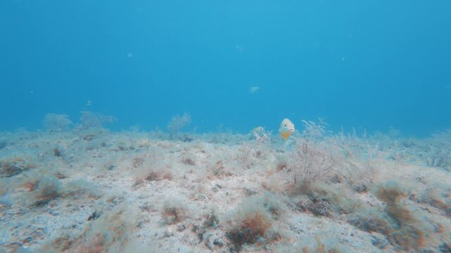seafloor with coral reef and fish