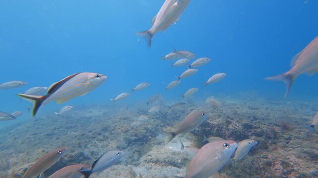 school of fish swimming in ocean with coral reef